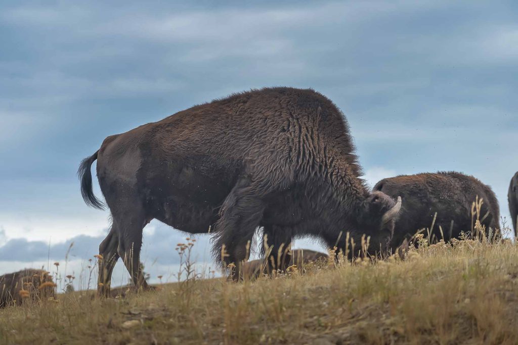 bison calgary