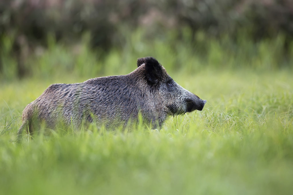 wild boar calgary