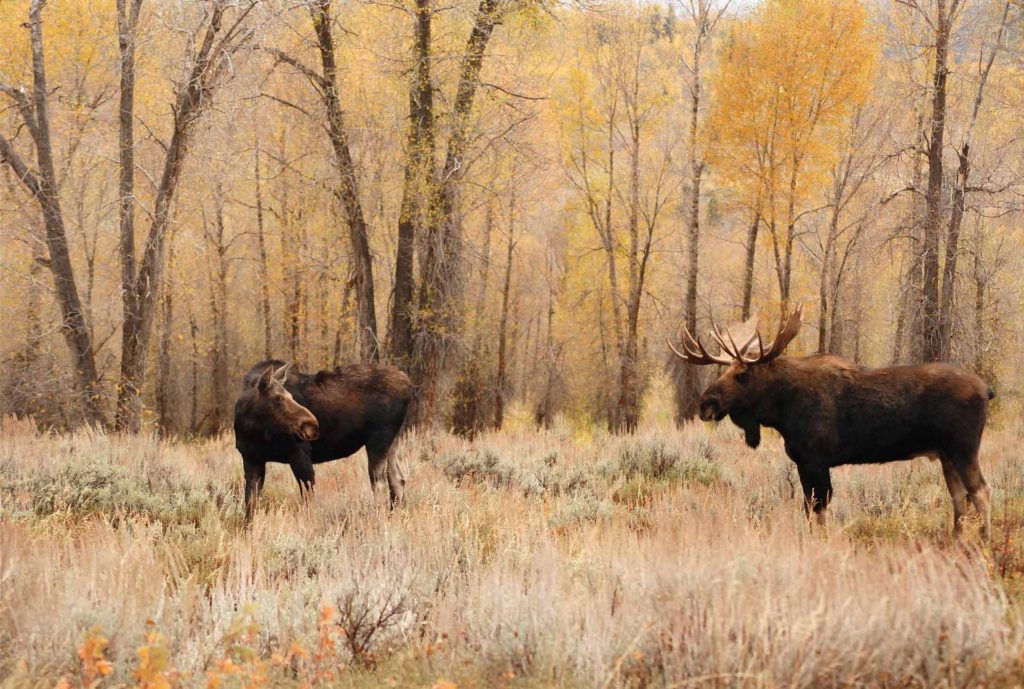 Elk/ Moose